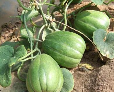 吃瓜中毒,警惕夏日消暑陷阱