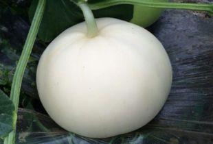 吃梨瓜发胖嘛,吃梨瓜真的会导致发胖吗？揭秘水果热量之谜